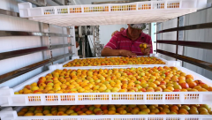 水果烘干机之新疆杏子烘干案例